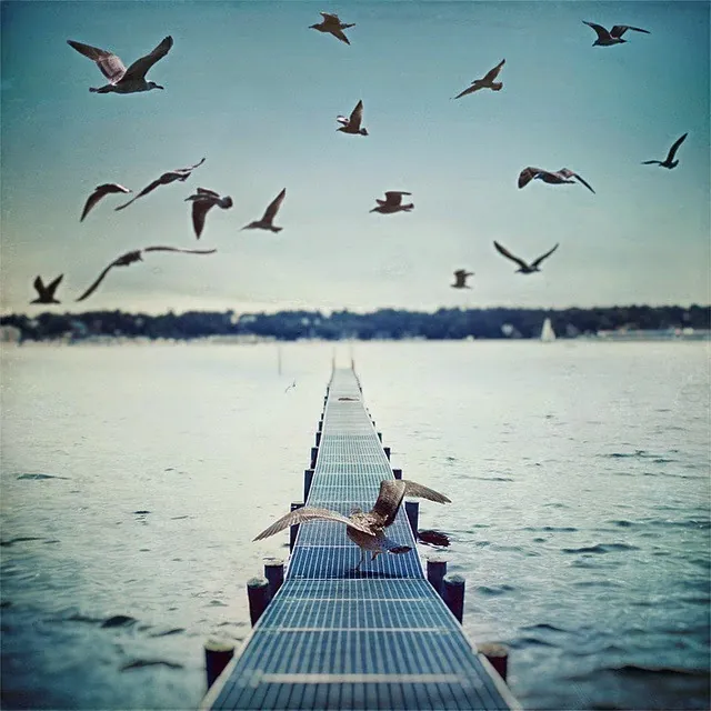 ¿Qué es un maquiavélico? 1 gulls-nature-photography-sea-Favim.com-441433