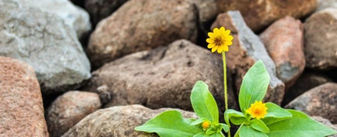 Frases de la vida es dura 10 frases de la vida es dura psicologia