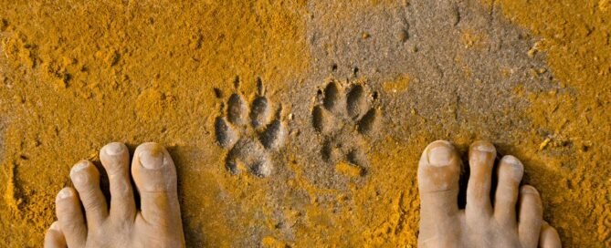 Cómo superar la muerte de un perro 7 Cómo superar la muerte de un perro